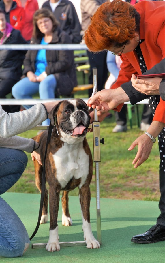 Körungen - Boxer Klub München